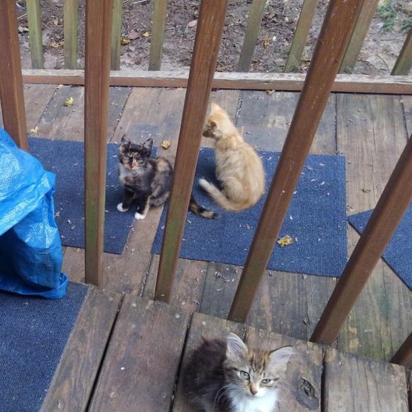 🙀CHEROKEE'S FERAL HAVEN🐕 - Picture 3 of 11